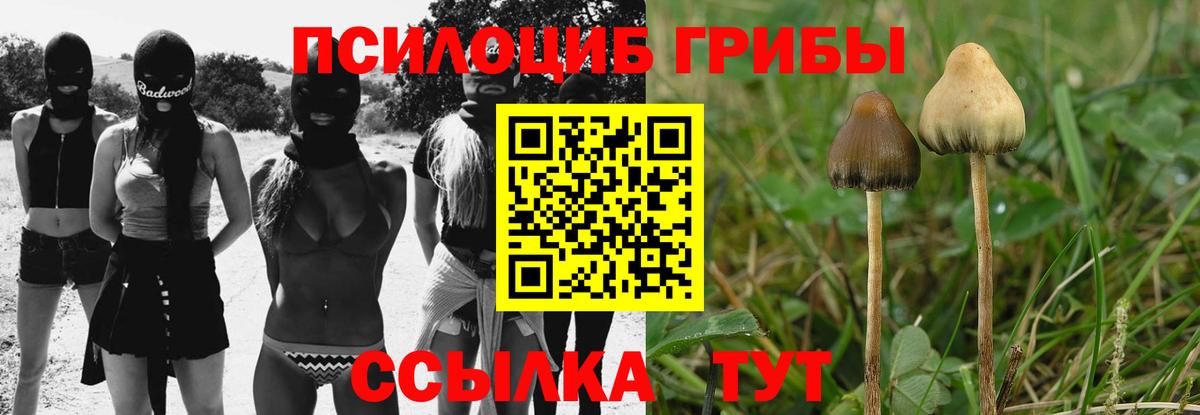 Псилоцибиновые грибы Psilocybe Краснокамск